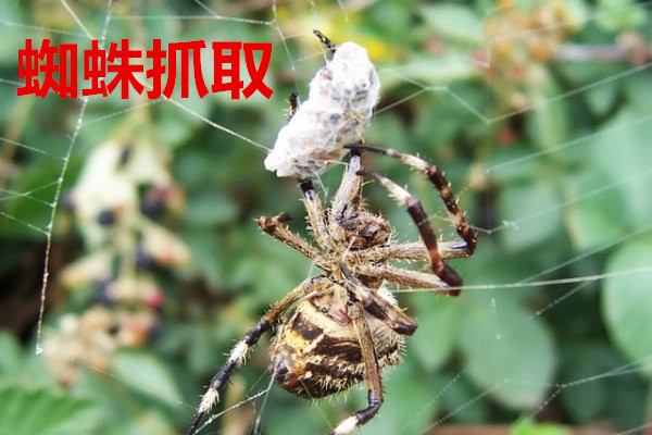 有機食品的定義